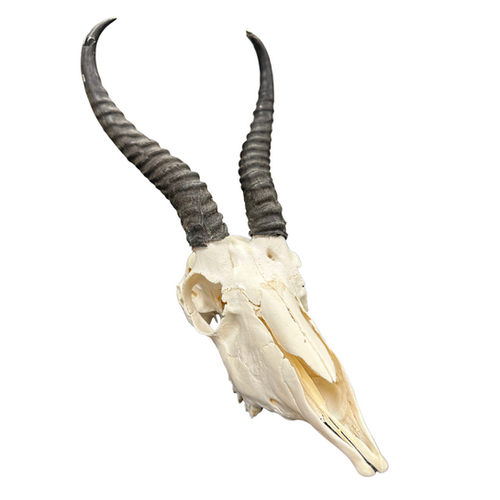 Springbok (Spring Back) Skull | Smoky Mountain Relic