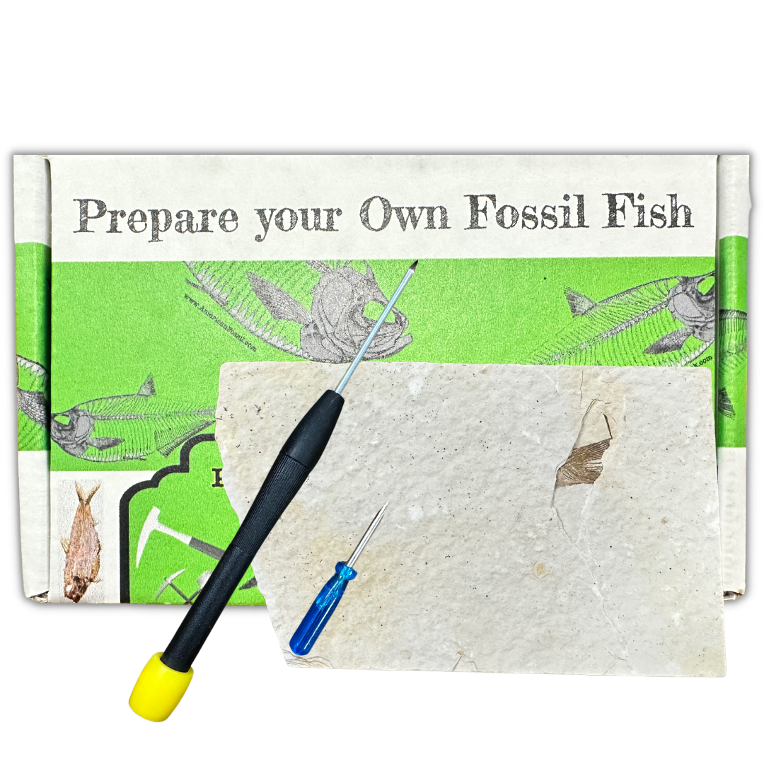 Prepare Your Own Fossil Fish