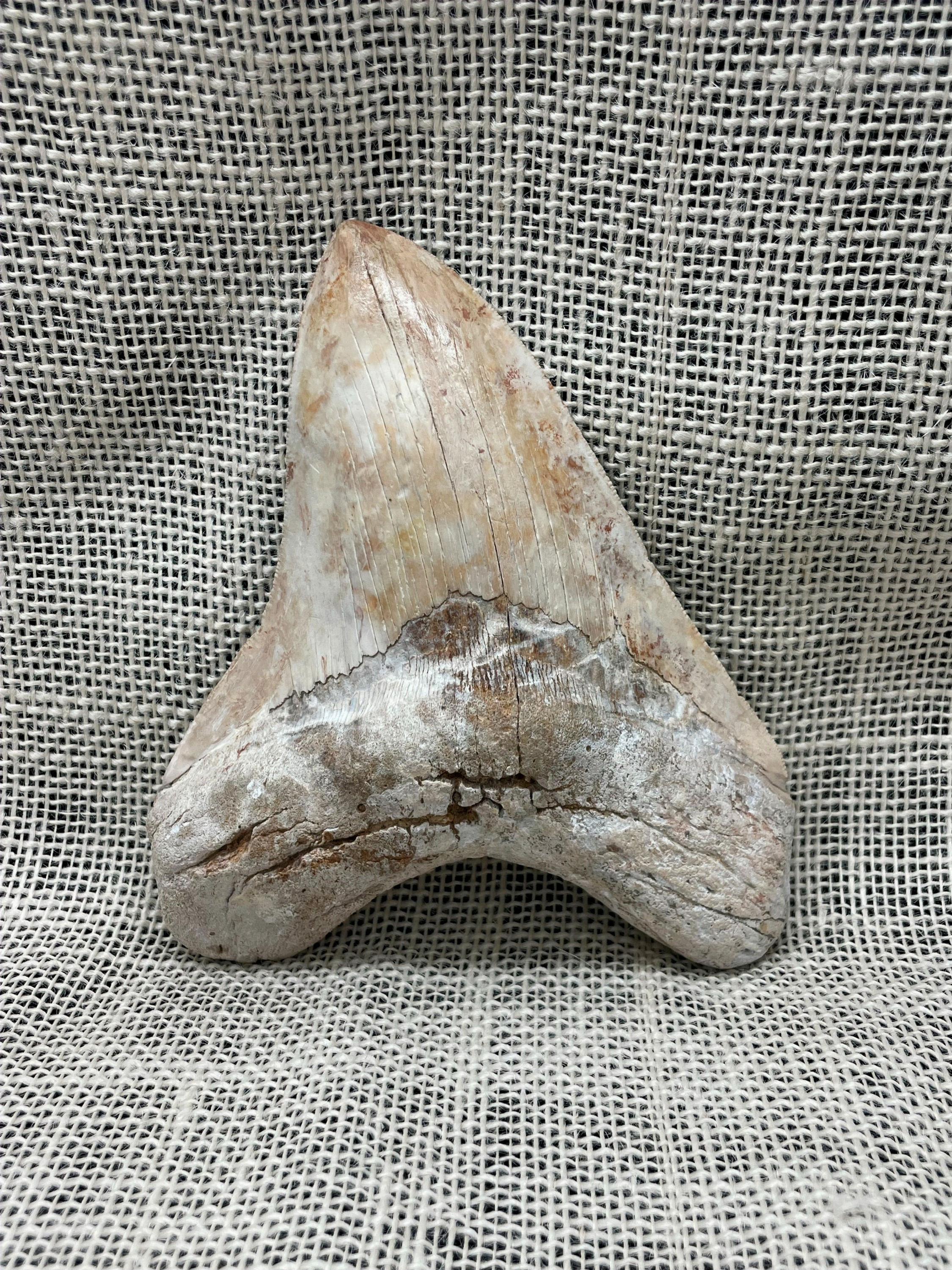 Ancient Megalodon Shark Tooth