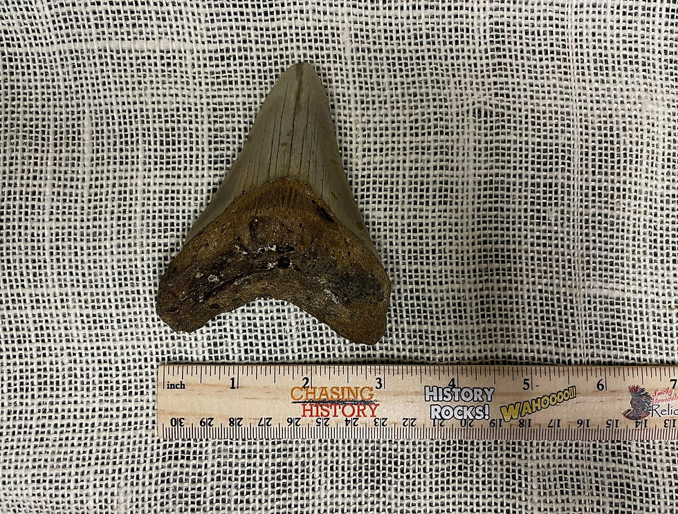 Thumbnail: Ancient Megalodon Shark Tooth