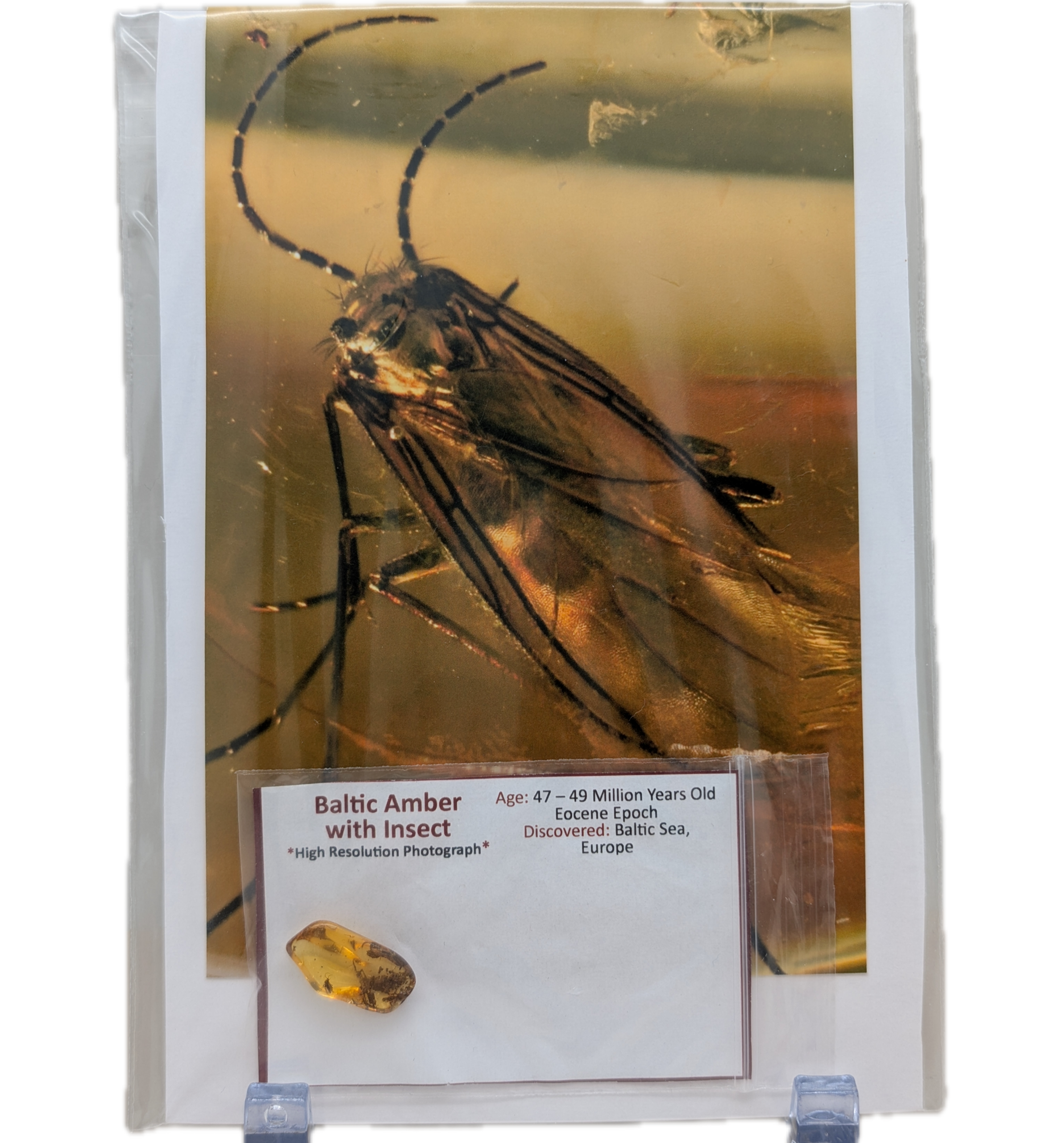 Baltic Amber with Insect (Insect 1)