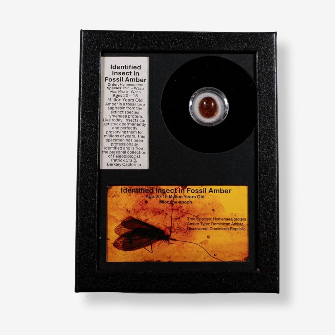 Identified Insect in Fossil Amber