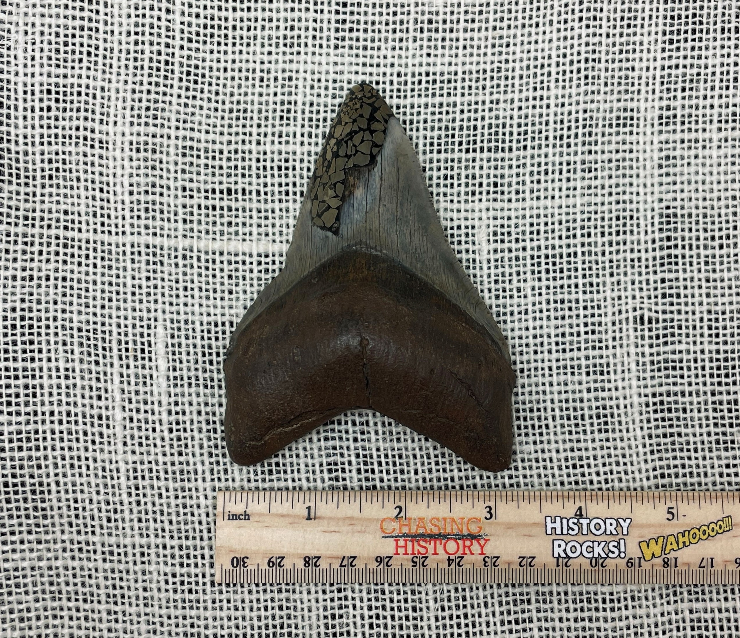 Alter Megalodon Haifischzahn mit Pyrit-Inlay - Bild 6 von 6