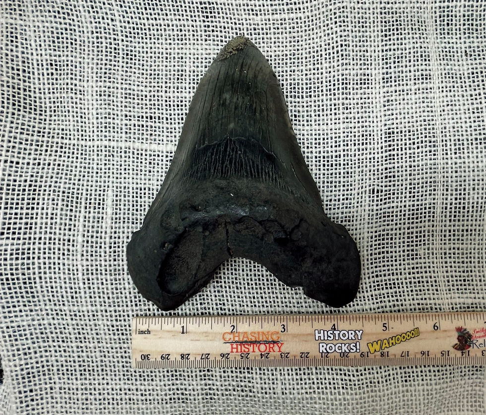 Thumbnail: Ancient Megalodon Tooth with Pyrite Inlay