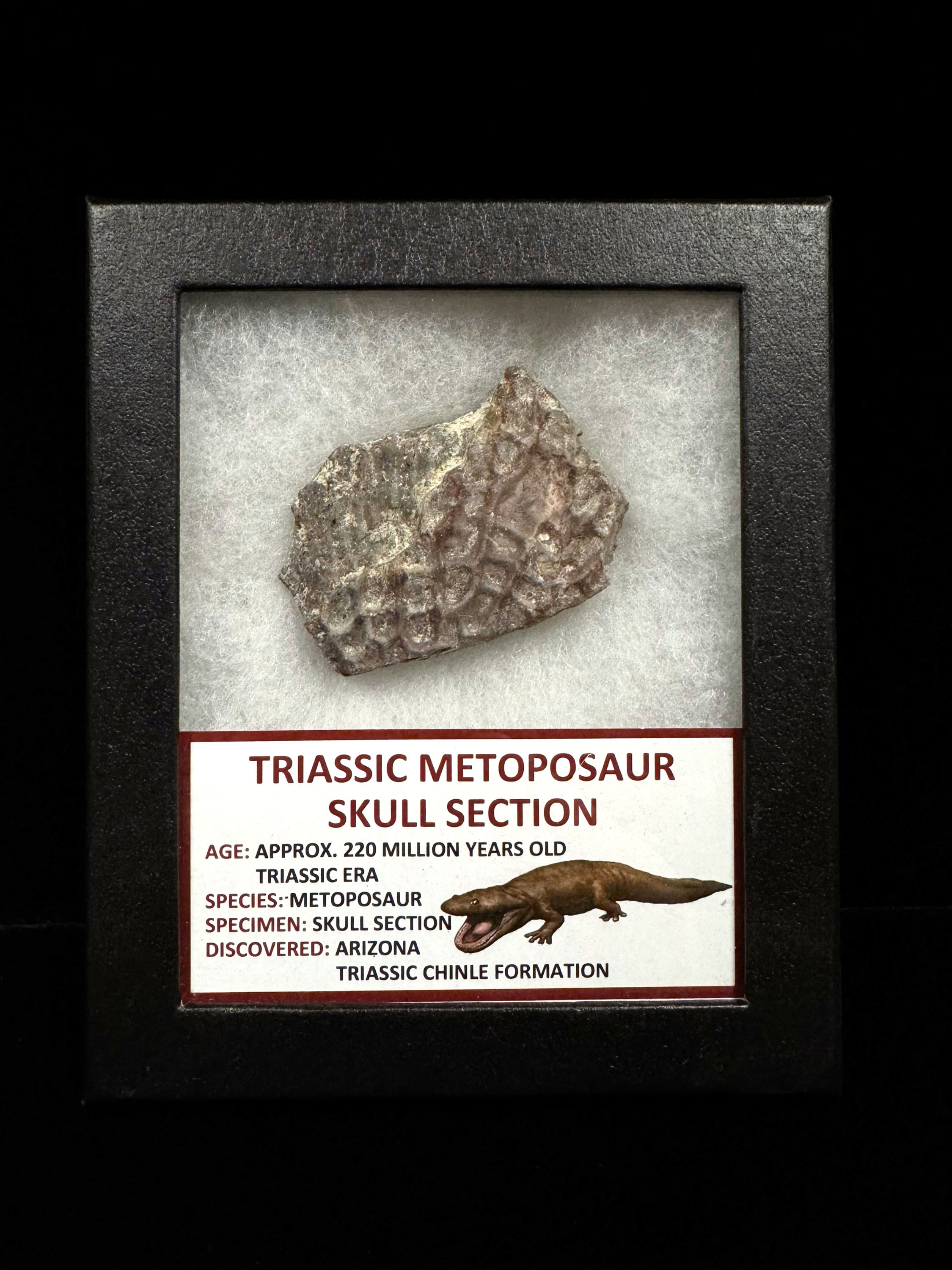 Triassic Metoposaur Skull Section
