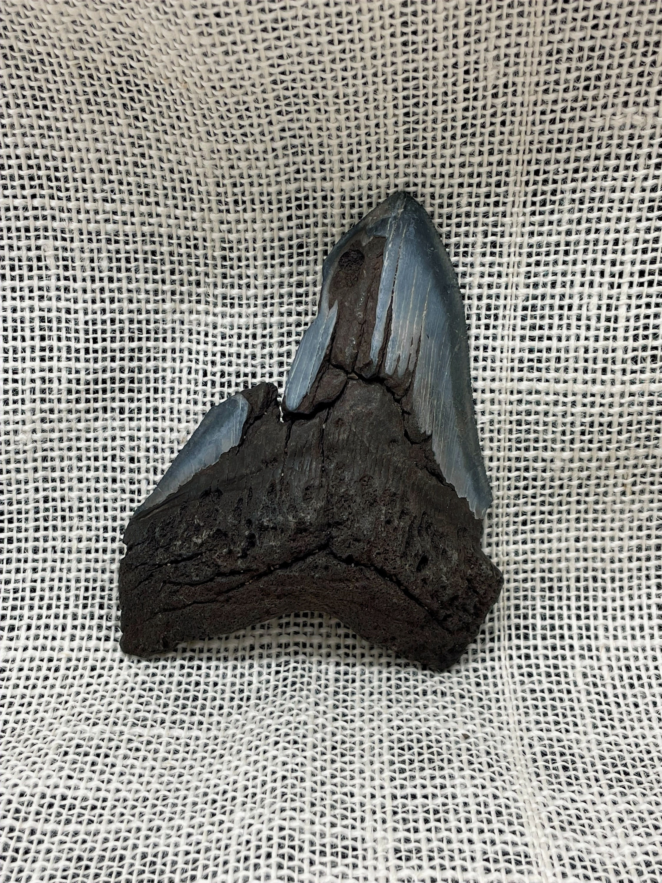 Ancient Megalodon Shark Tooth