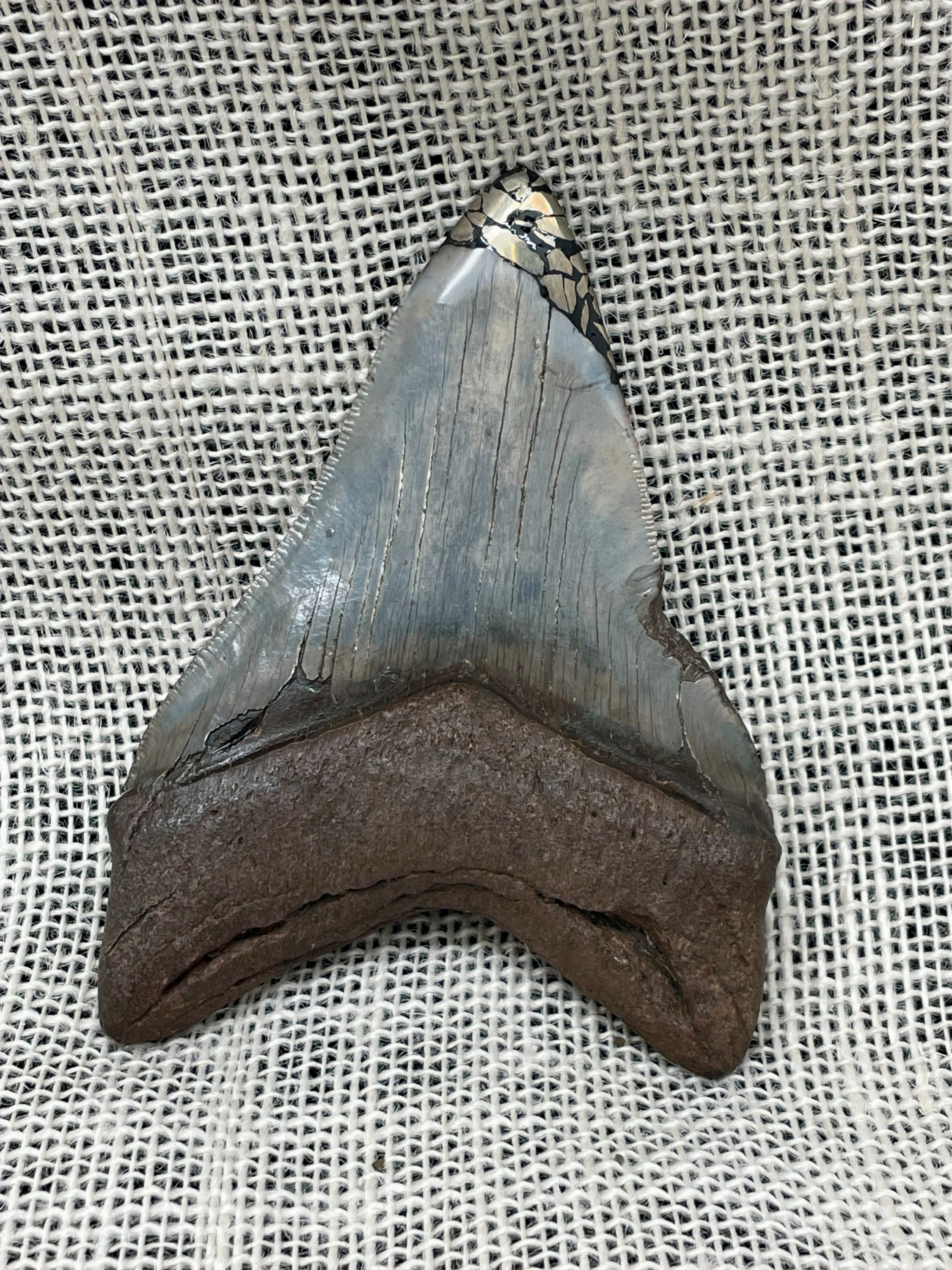 Alter Megalodon Haifischzahn mit Pyrit-Inlay - Bild 2 von 6