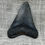Thumbnail: Ancient Megalodon Shark Tooth