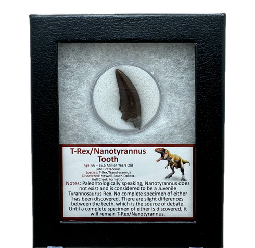 T-Rex/Nanotyrannus Tooth | Smoky Mountain Relic