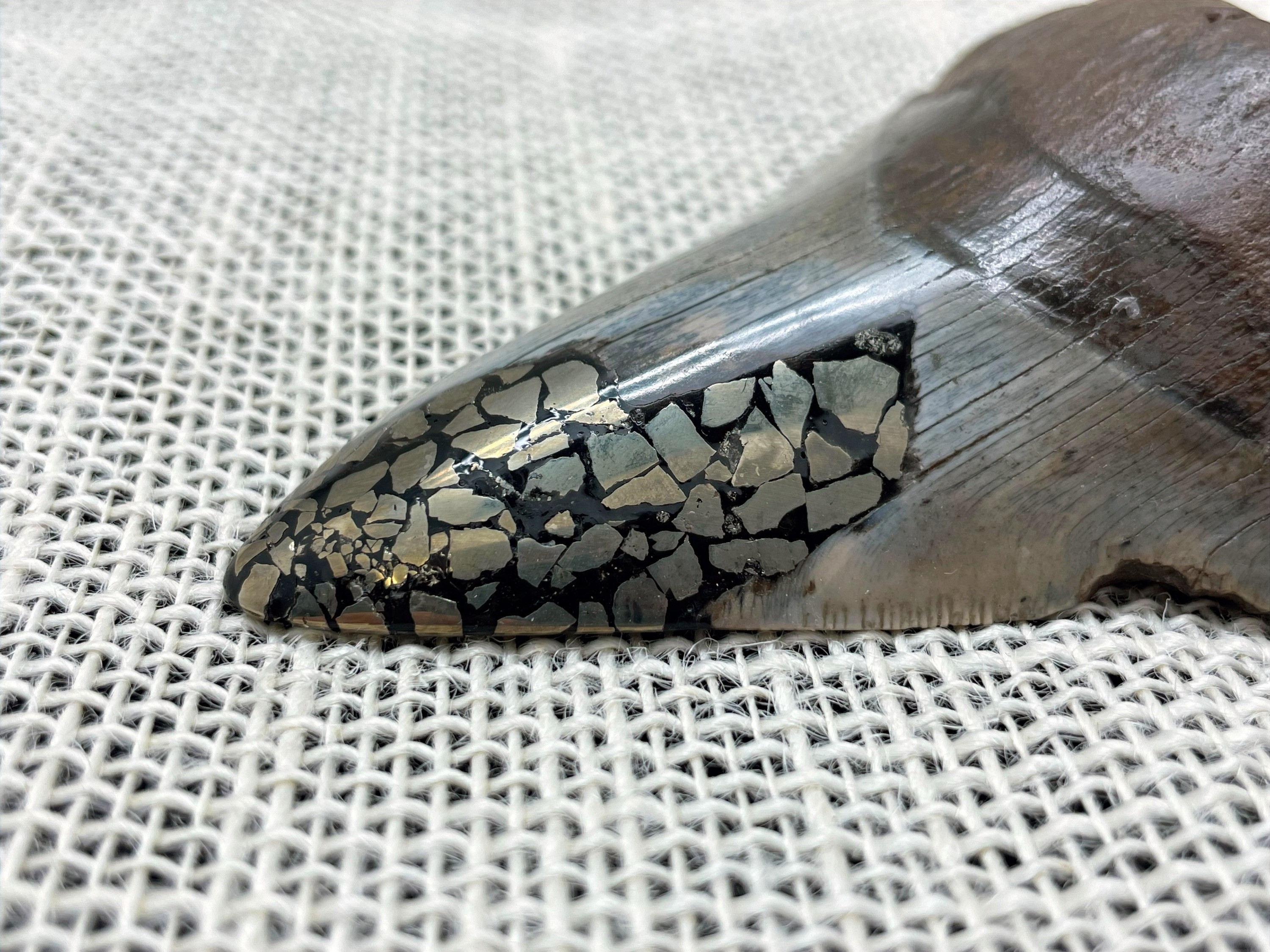 Alter Megalodon Haifischzahn mit Pyrit-Inlay - Bild 3 von 6