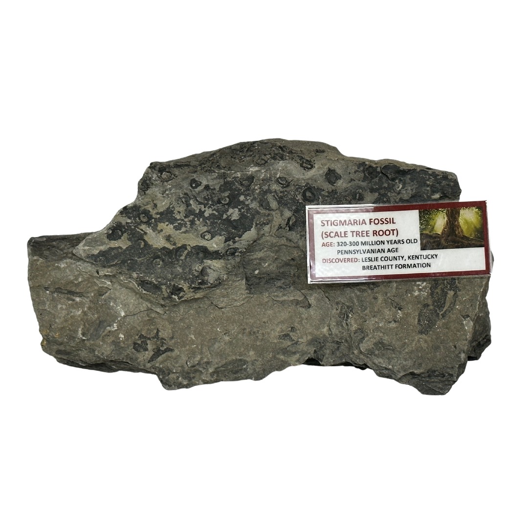 Stigmaria Fossil (Scale Tree Root)