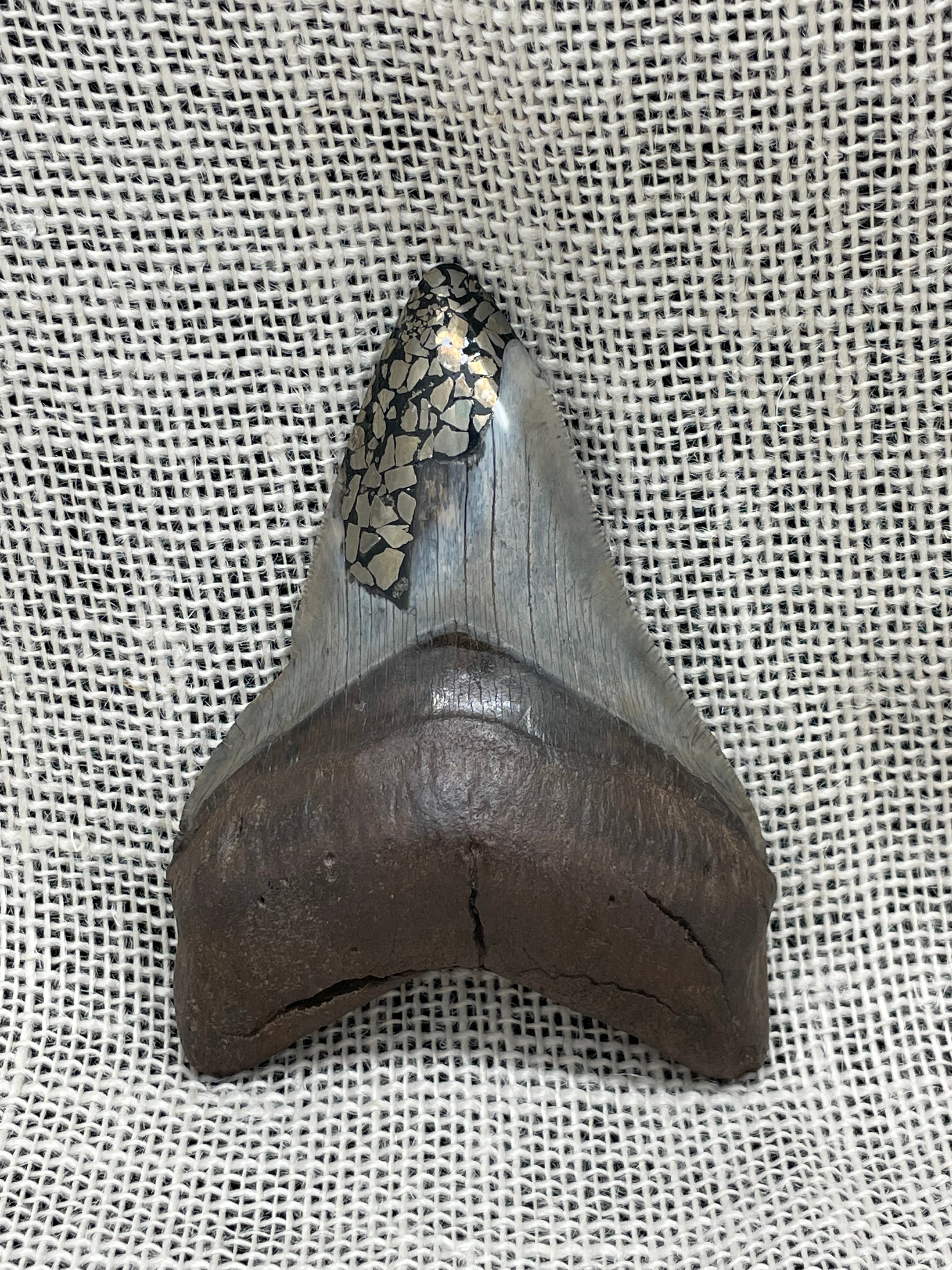 Alter Megalodon Haifischzahn mit Pyrit-Inlay - Bild 1 von 6