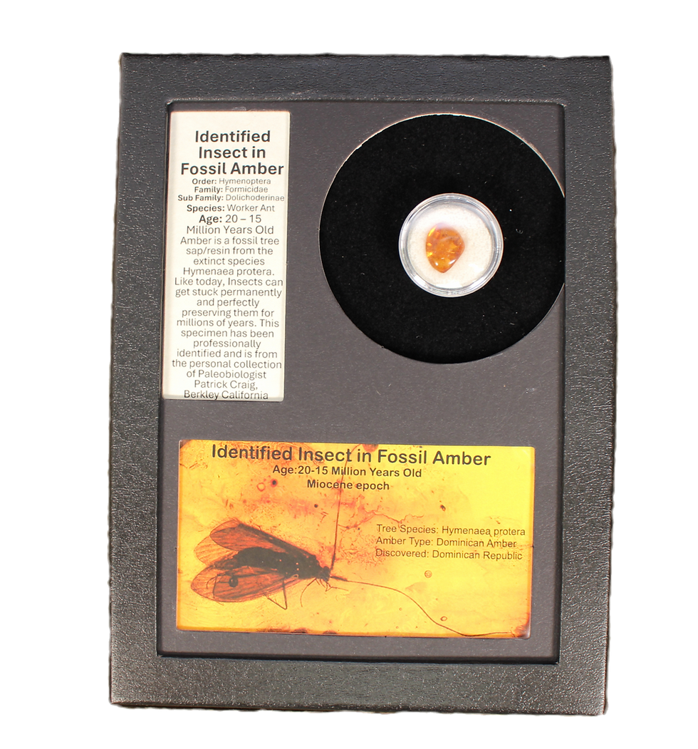 NWA 869 Meteorite | Smoky Mountain Relic