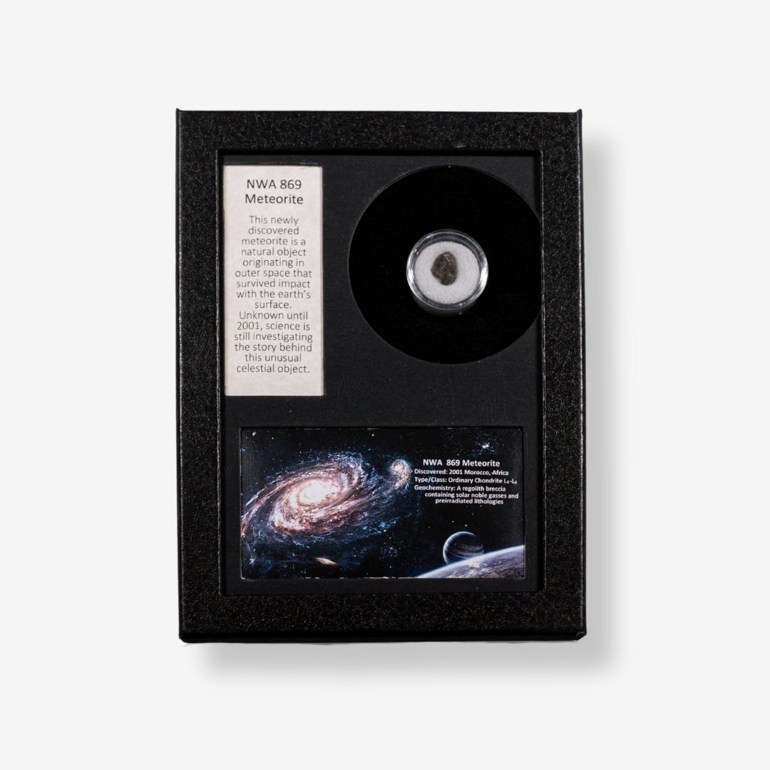 NWA 869 Meteorite