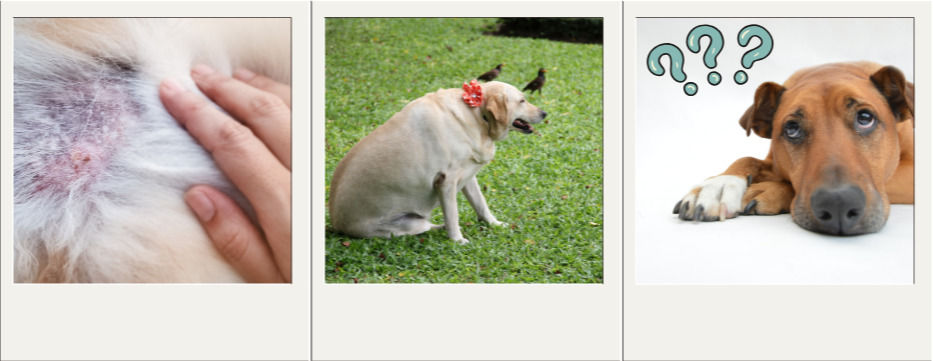 Potential signs of hypothyroidism in dogs involve changes in their coat, increased weight, and behavioural changes.