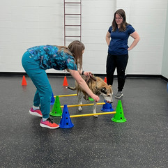 Canine patient at Bridge City Vet Rehab performing therapeutic exercise