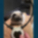 PEMF Therapy for Pets: In-Clinic Healing or At-Home Support with the Assisi Loop