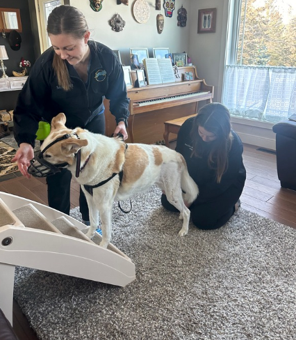 canine patient doing exercises indoors
