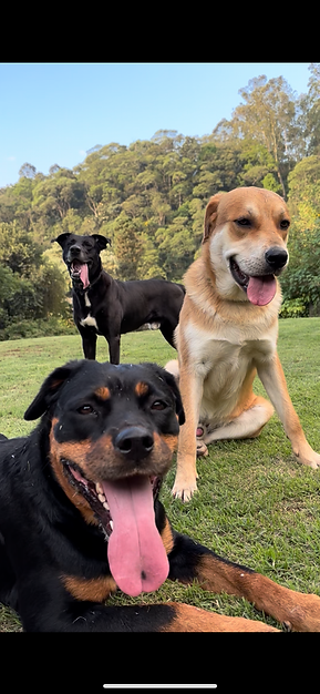 trio canino do Eco Refugio