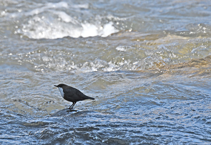 Cincle plongeur,les pieds ds l'eau, mars 2021