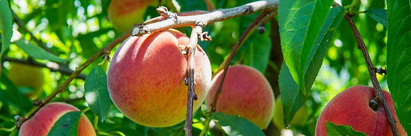 TO peaches tree_edited.jpg