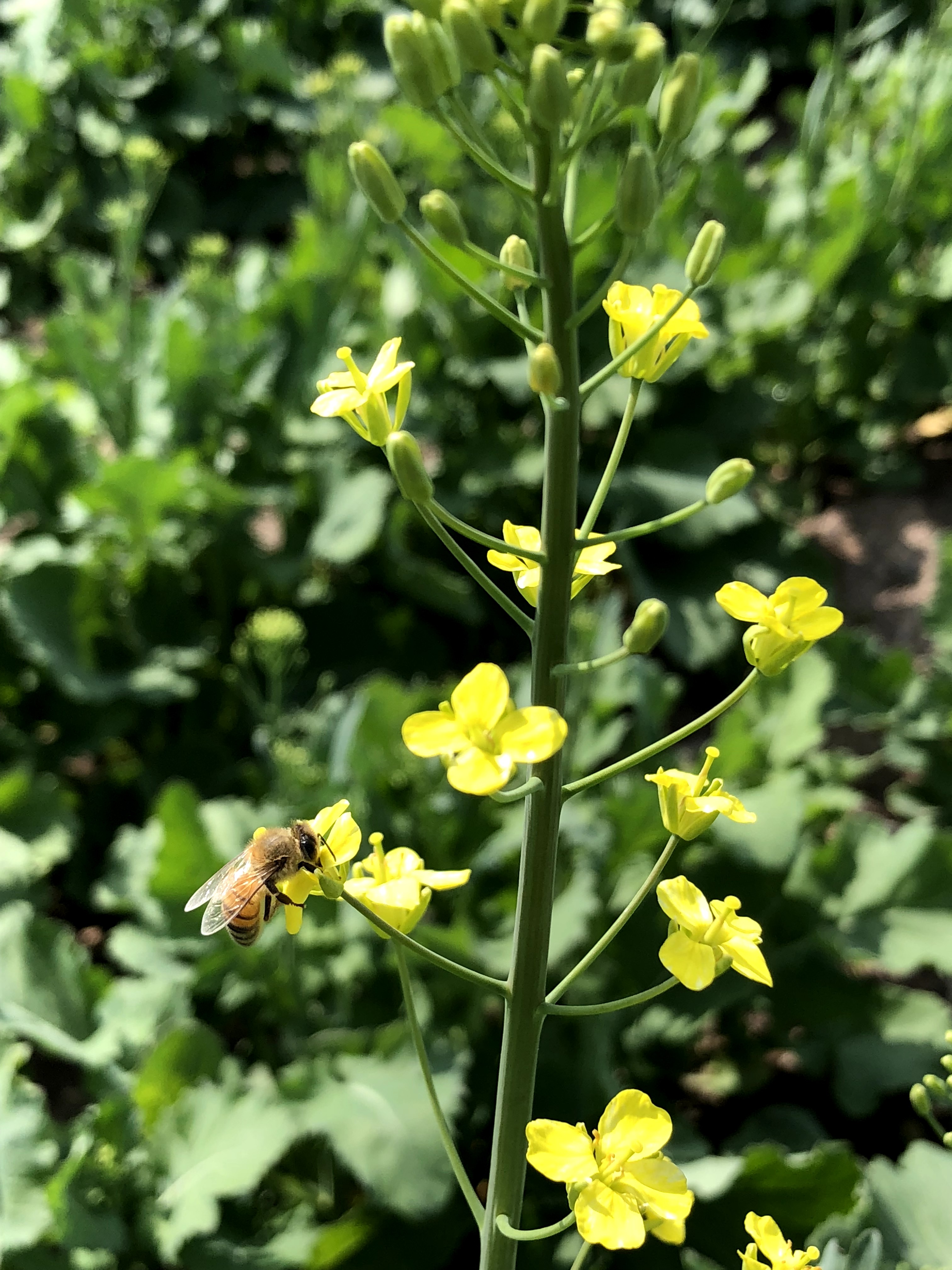 Bee 2