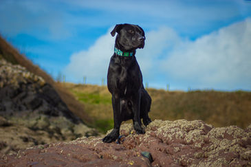 angelsey-48.jpg