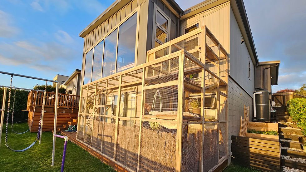 The Rise of the Catio: Outdoor Freedom for Indoor Cats