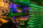 dorado-6.jpg
