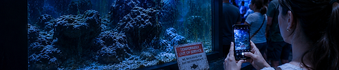 Independent review of reputational risk, public confidence and operational recovery following incidents affecting aquarium facilities.