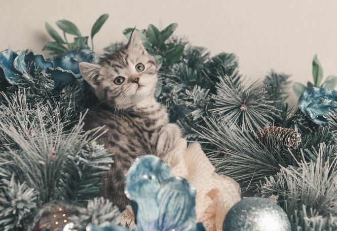Cat-8.jpg