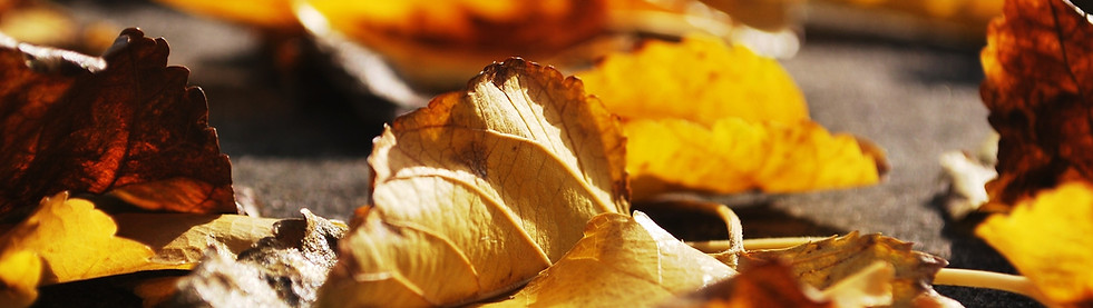 Golden Leaves