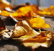 Golden Leaves