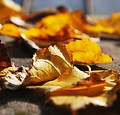 Golden Leaves