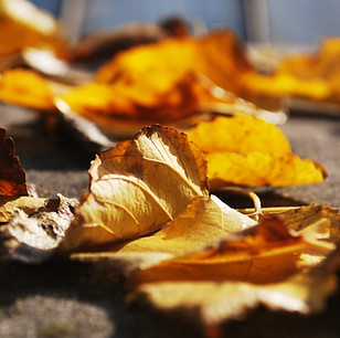Feuilles d'or