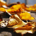 Golden Leaves