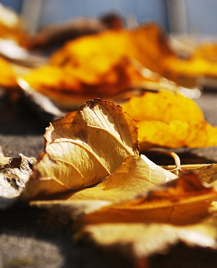 Golden Leaves