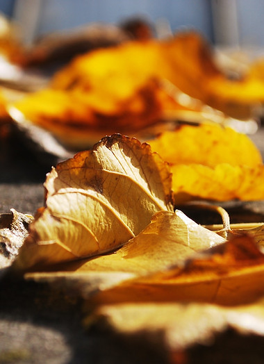 Golden Leaves