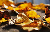 Golden Leaves
