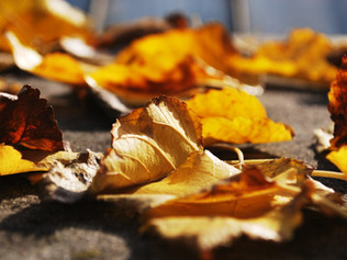 Bienvenue à l'automne
