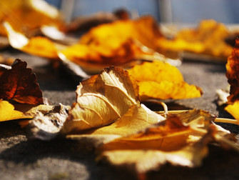 Leaf Collection 2021