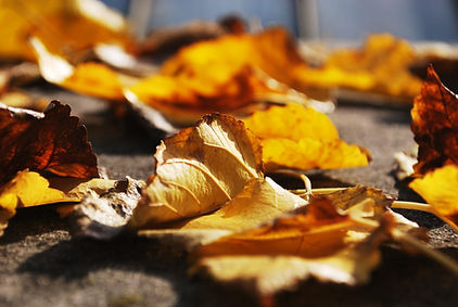 Autumn Leaves Closeup