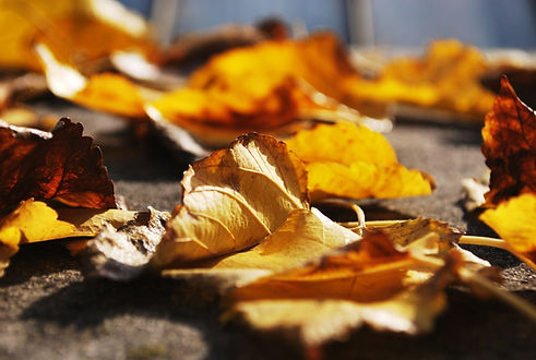 Fall Leaves