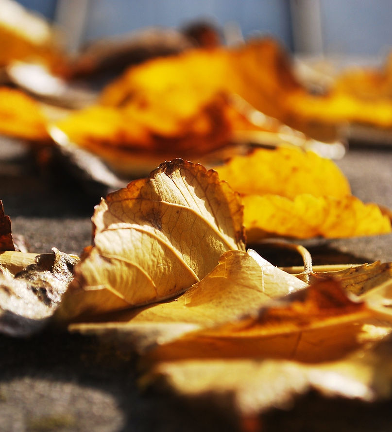 Golden Leaves