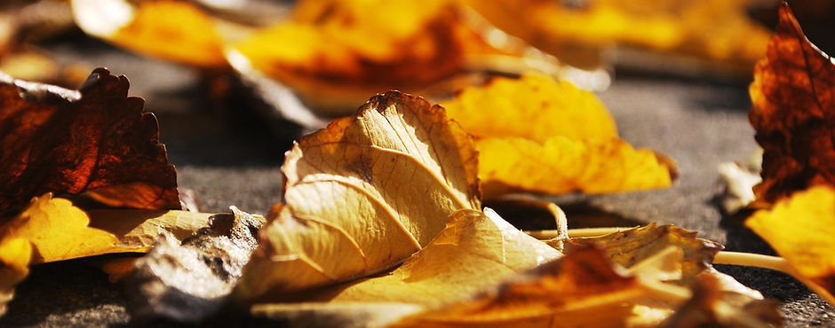 Golden Leaves