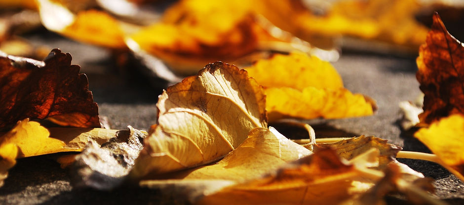 Golden Leaves