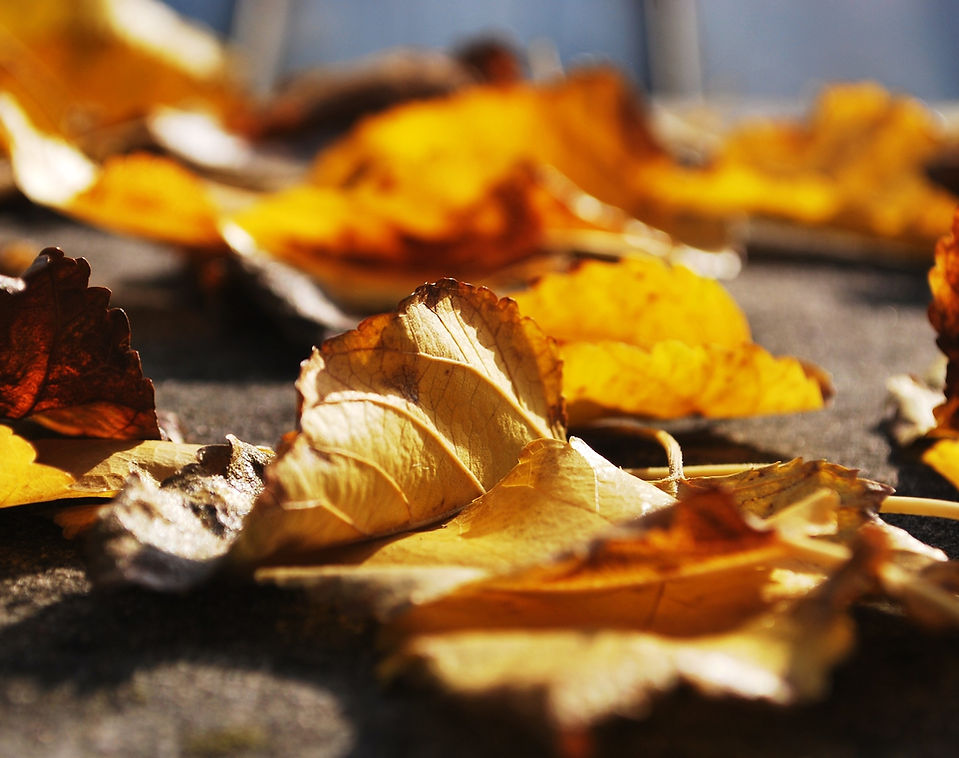 Golden Leaves