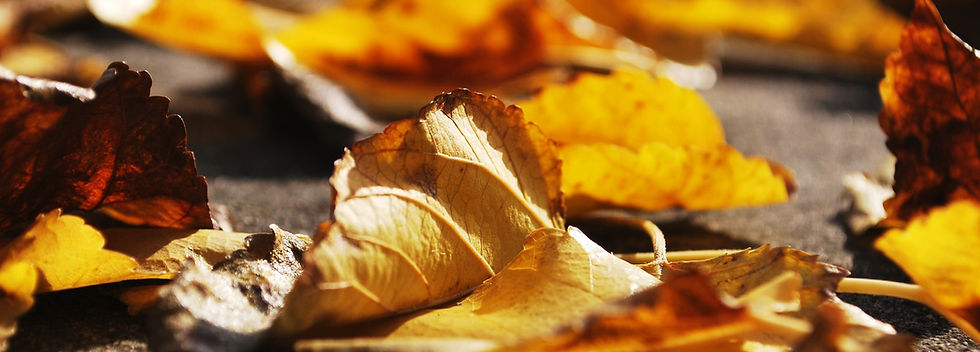 Golden Leaves