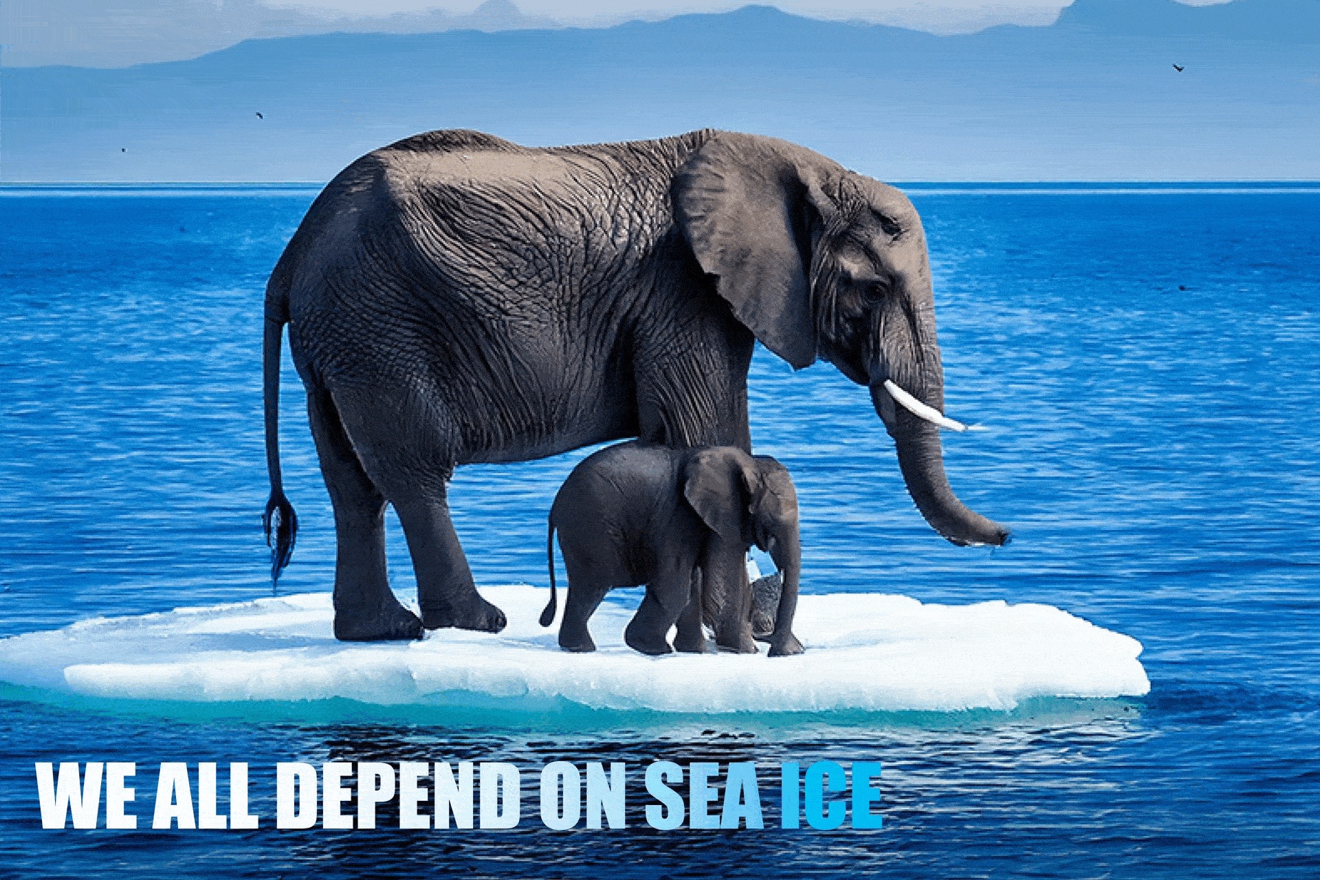 Global Choices org.gif