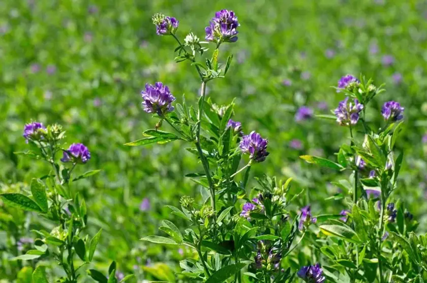 Alfalfa-forage-crop.webp